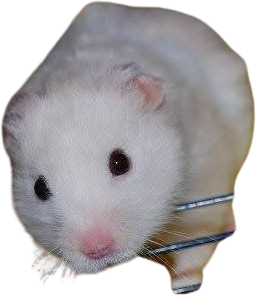 A favourite photo of one of my critters